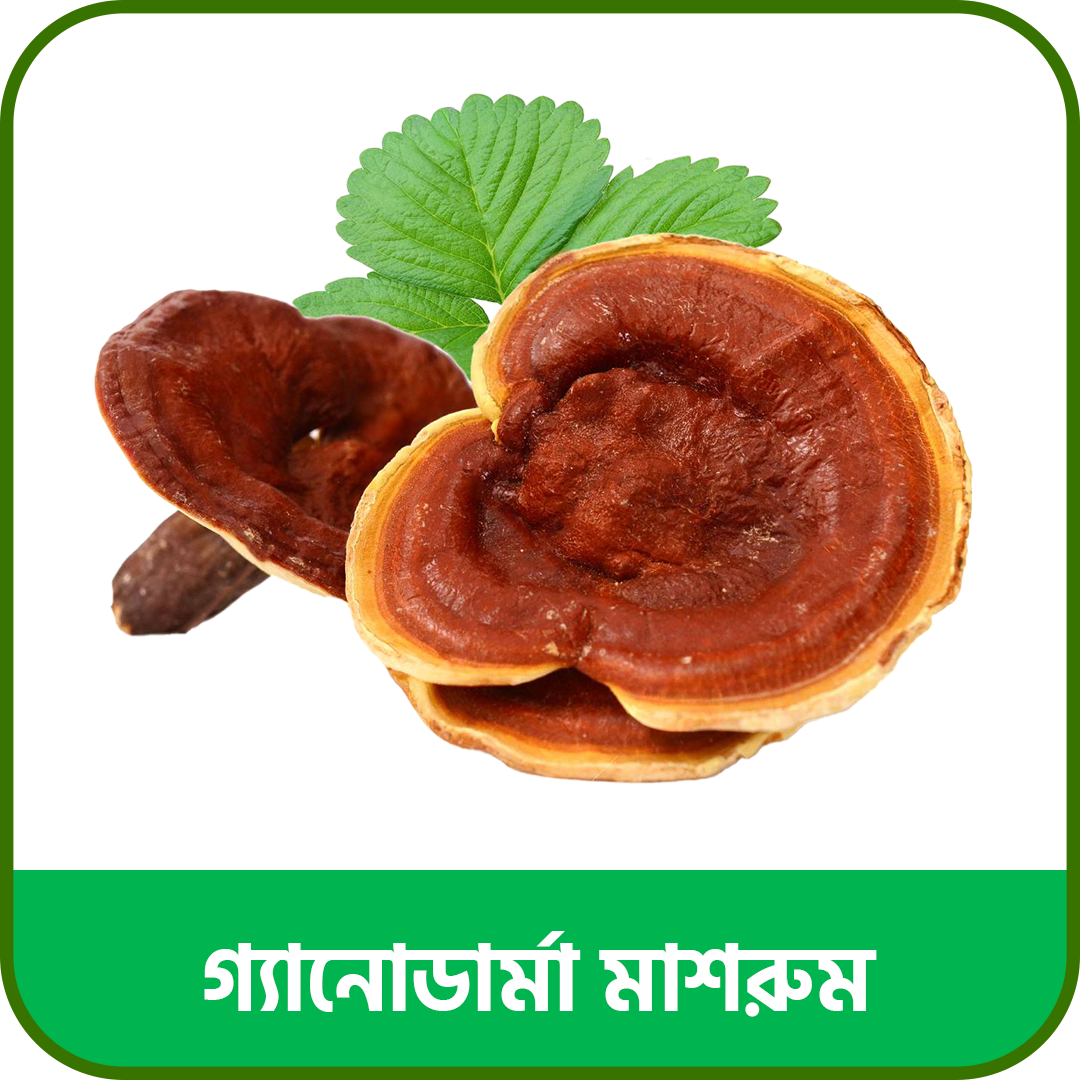 গ্যানোডার্মা মাশরুম